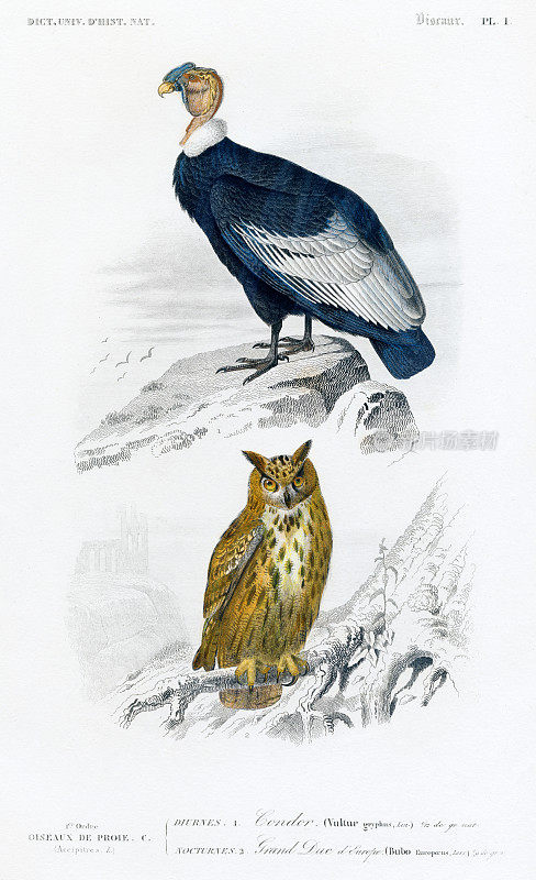 秃鹰/雕鸮，历史插图，1849年